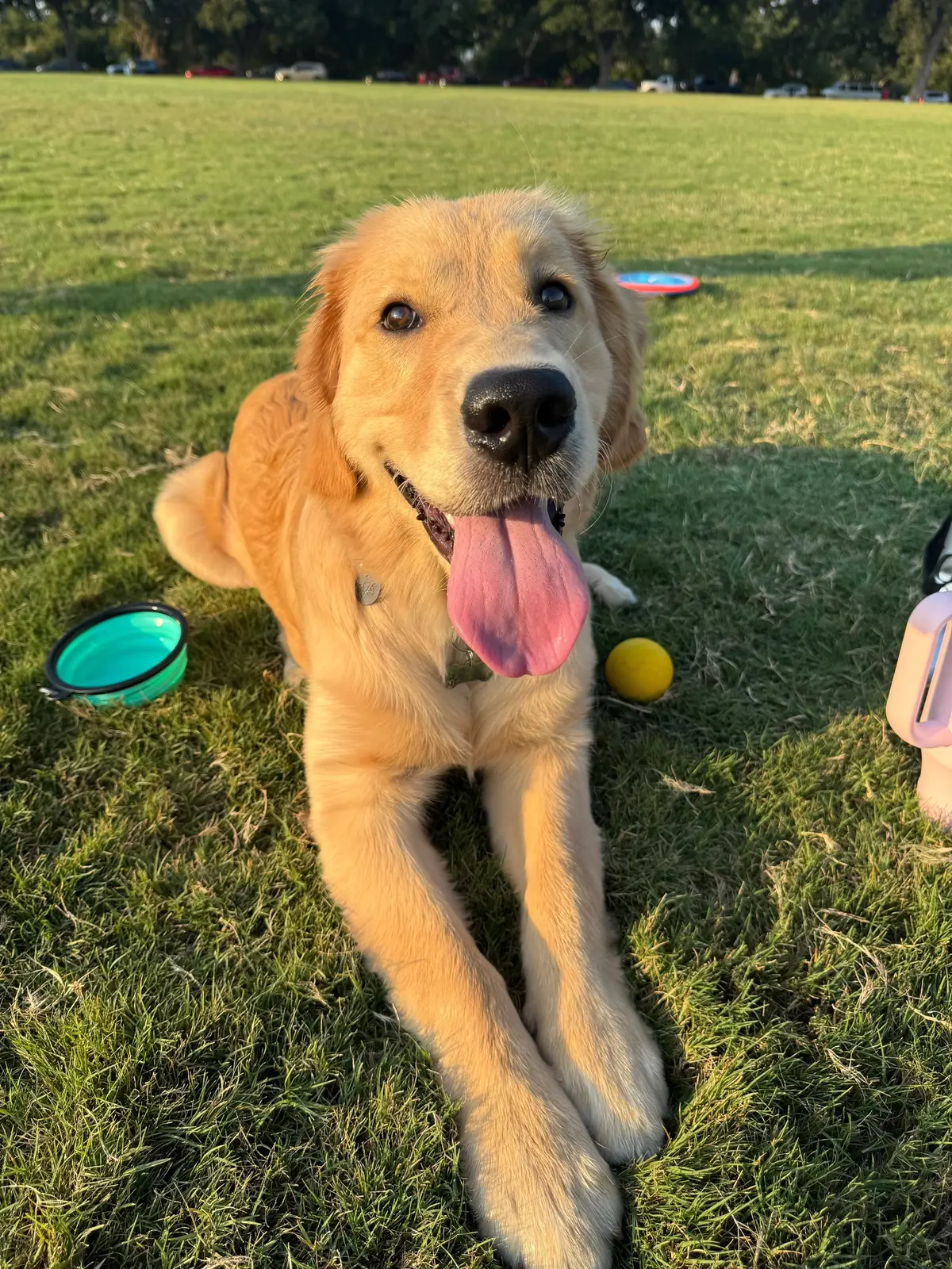 Evenings in the park > Golden hour (literally) #goldenretriever #6monthsold #fyp #goldenhour #puppy 