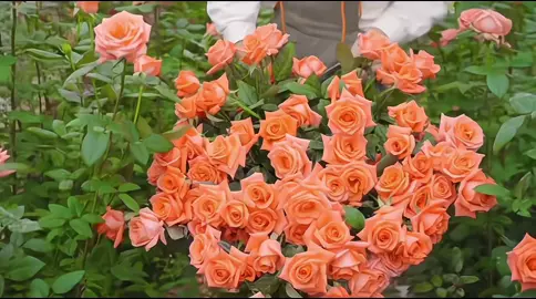 cùng mình làm vườn honggg 💤#flowers 