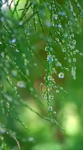 #plant #peace #micro #amazing #picture 