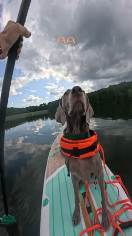 Paddle board chats 🥹🫶🏼🥰 #dog #dogs #fyp #foryoupage #foryou
