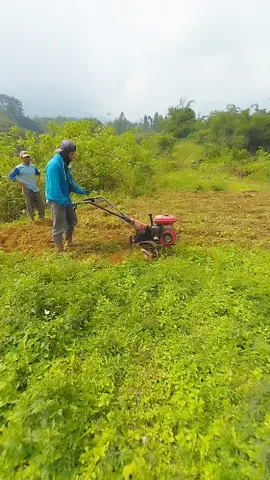 berproses #fyp #petaniindonesia🇮🇩🇮🇩🇮🇩🌿🌿 #petanimuda 