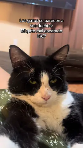 Igual que la dueña 😂 #cat  #gatos  #fyp 