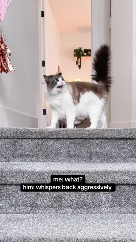 demands 2nd breakfast, politely 🤫 #catsoftiktok #cattok #fyp #ragdoll #fypシ 