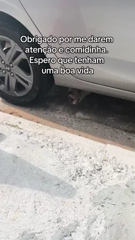 E após 4 meses de tratamento, nosso Castiel venceu a esporotricose. 🤧 @Gabriel 🐈‍⬛  🙏🏻💜 #gatos #gato #esporotricose #cat 