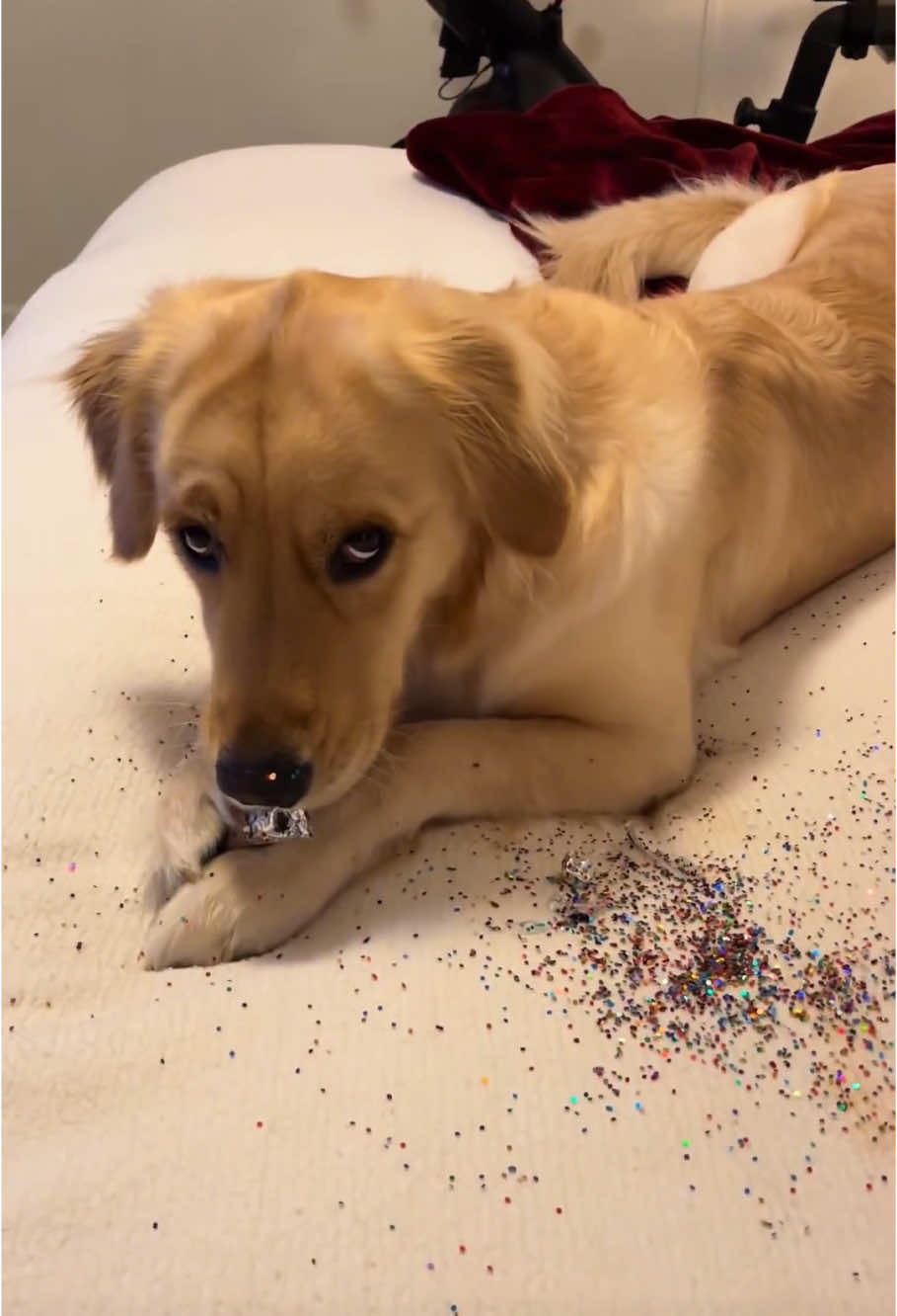 Caught a dog doing something bad😭#dog #funny #funnyvideos #dogsoftiktok 