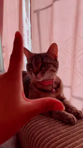 #Love #catsoftiktok 