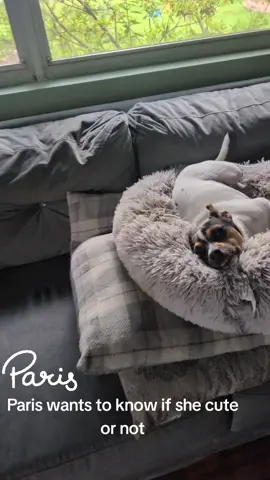 cute pup#cutedog 