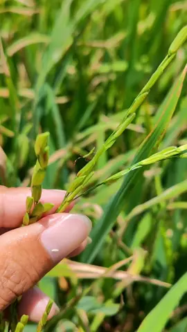 Bù xít con hay lớn đều gây hại làm lép lúa  #câylúa #bọxít #nôngnghiệp #nongdan #taplam_nong 