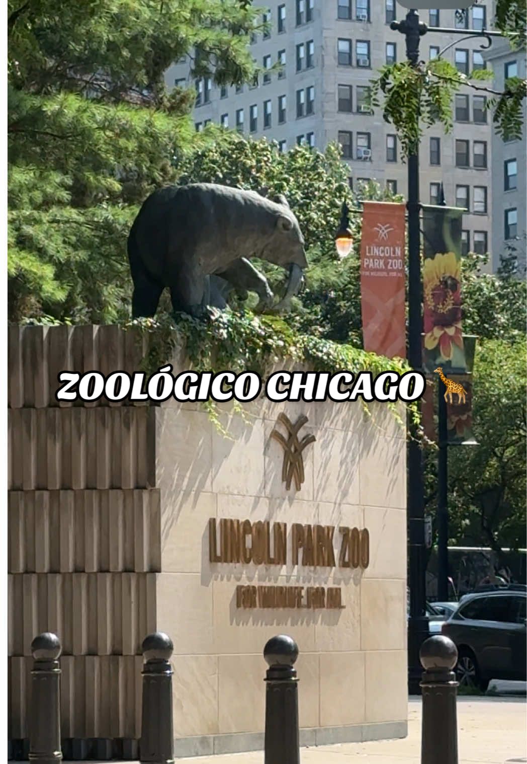 Vi jirafas por primera vez 😱 en el zoo de Chicago totalmente GRATIS 🤩 #zoo #zoologico #chicago #free 