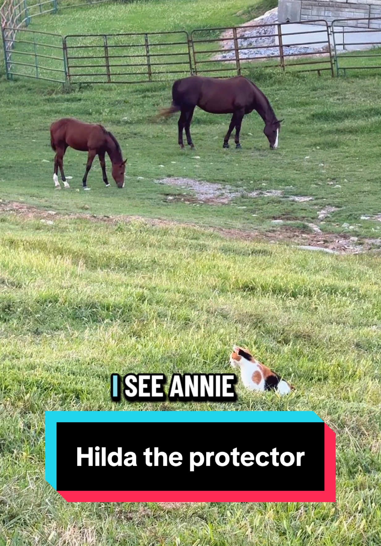 Hilda the protector😂🐈 #barncat #barncatsoftiktok 
