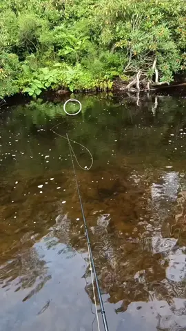 When that Indy dips, set the hook! #flyfishing #troutflyfishing #flyfishdelawhere 