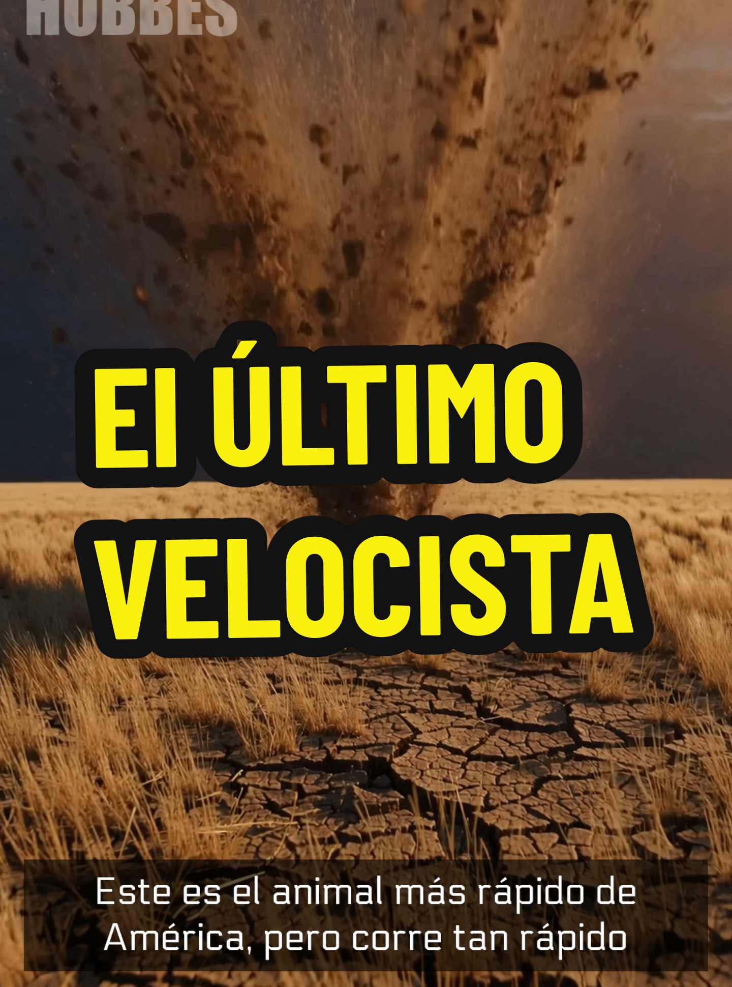 Este animal tuvo que volverse el más rápido para sobrevivir #antilope #americano #velocidad  #ciencia 