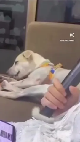 The dog 🐶 face shut the F UP B!tch 😝🤪😜😛