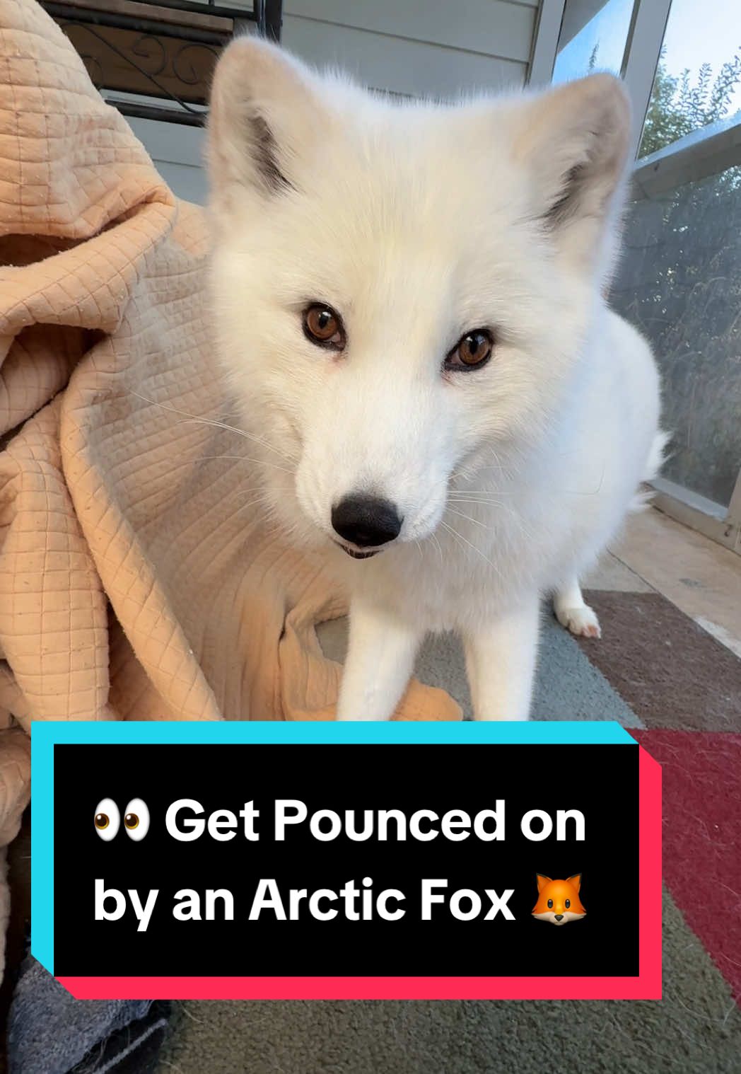 Wait for his open mouth pounce 😭♥️💀 #exoticpets #floof #fyp #arcticfox #fox 