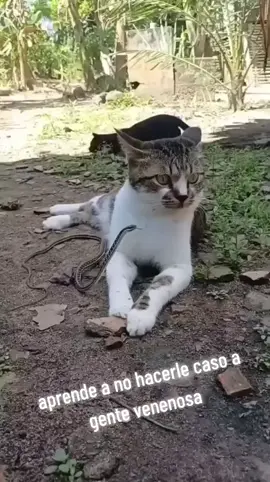 #gatovivora🐍 