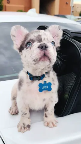 ACE🔥#exoticpets #fluffyfrenchie #lilacmerle #frenchbulldog #puppytiktok 