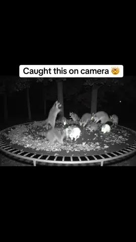 Caught this on camera 🤯