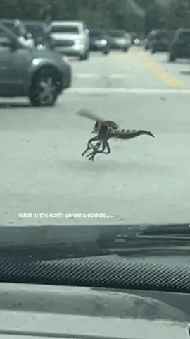 i almost passed out😭 #bugs #update #nc #dmvtiktok #helpp 