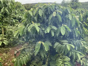 Kêu công nay bận không đi xem đc kêu tự làm mà nó làm như này đây  giờ tính sao đây ae