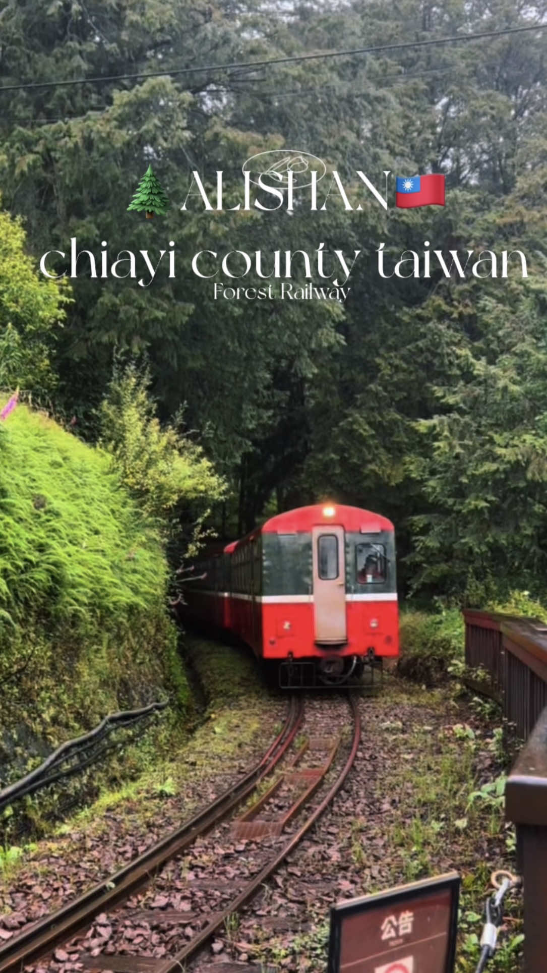 Never skip Alishan on your Taiwan trip! This place is so magical it's definitely my favorite destination from our journey. I even cried ,it's a dream come true.adding to the enchanting experience 🚂🌲🌿#fypageシ #alishan #chiayi #traveling #taiwan 