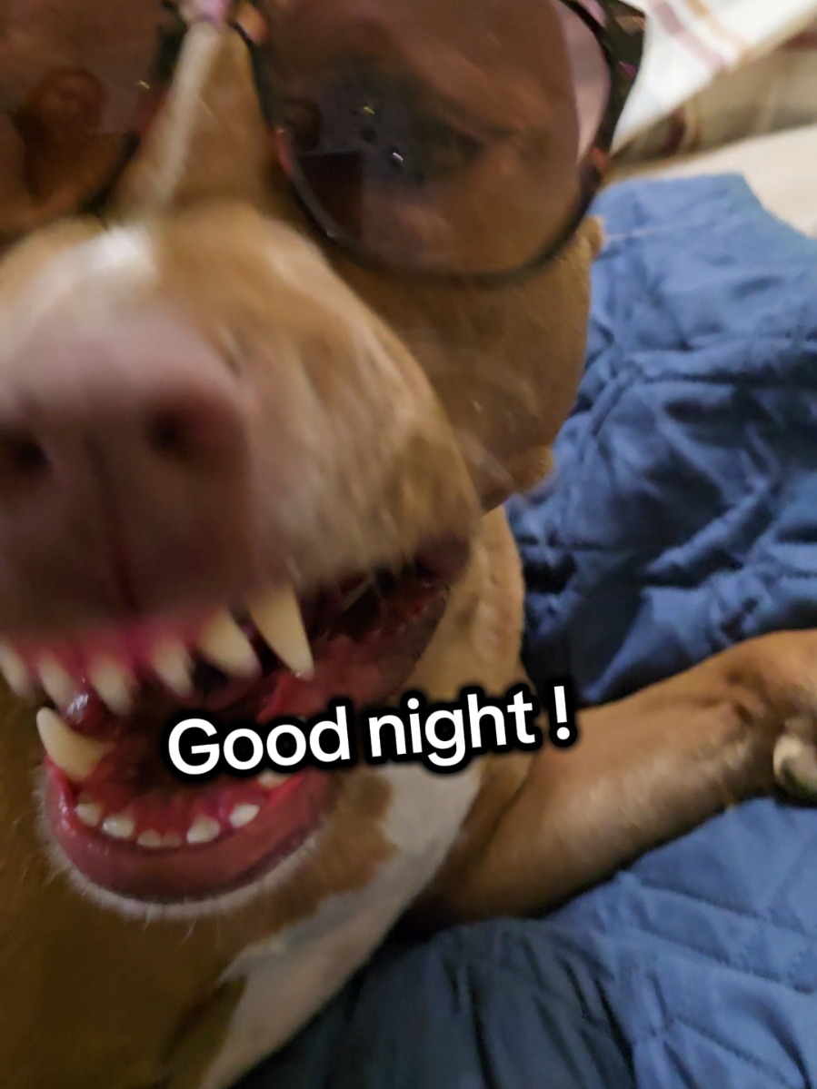 Three seconds too long. Good night all !  Pup, dogs, pets, pittbull terriers, doggie silliness, pet cuteness 