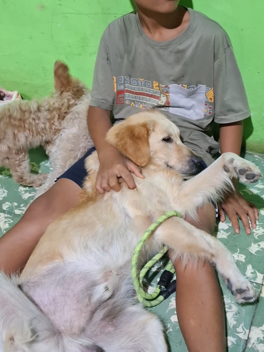 Milo si Golden #goldenretriever#milo#dog#doglovers#fyp 