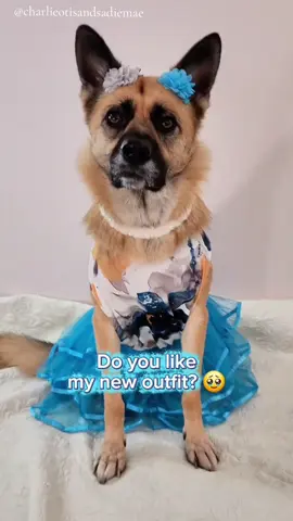#doglove #doglover #doggo #fyf #charlieotis  sc: @Cindy&Gracie 