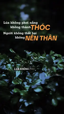 Lúa không phơi nắng không thành thóc. Người không thất bại không nên thân #ngộđểan #phatphapnhiemmau #xuhuongtiktok #caunoihay #fyp 