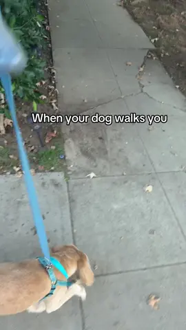 Just walking the owner #dogs #dogsoftiktok #pets #PetsOfTikTok #funny