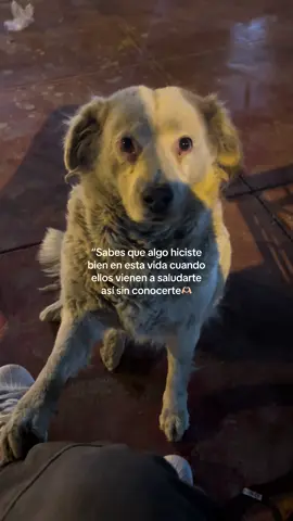 #fyp #cariño #perritos ❤️‍🩹