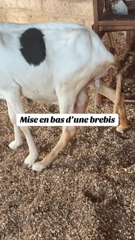 Mise en bas de ma brebis. Vraiment qu’elle belle expérience  #pourtoi #elevage #mouton #jumeau #semegal🇸🇳 