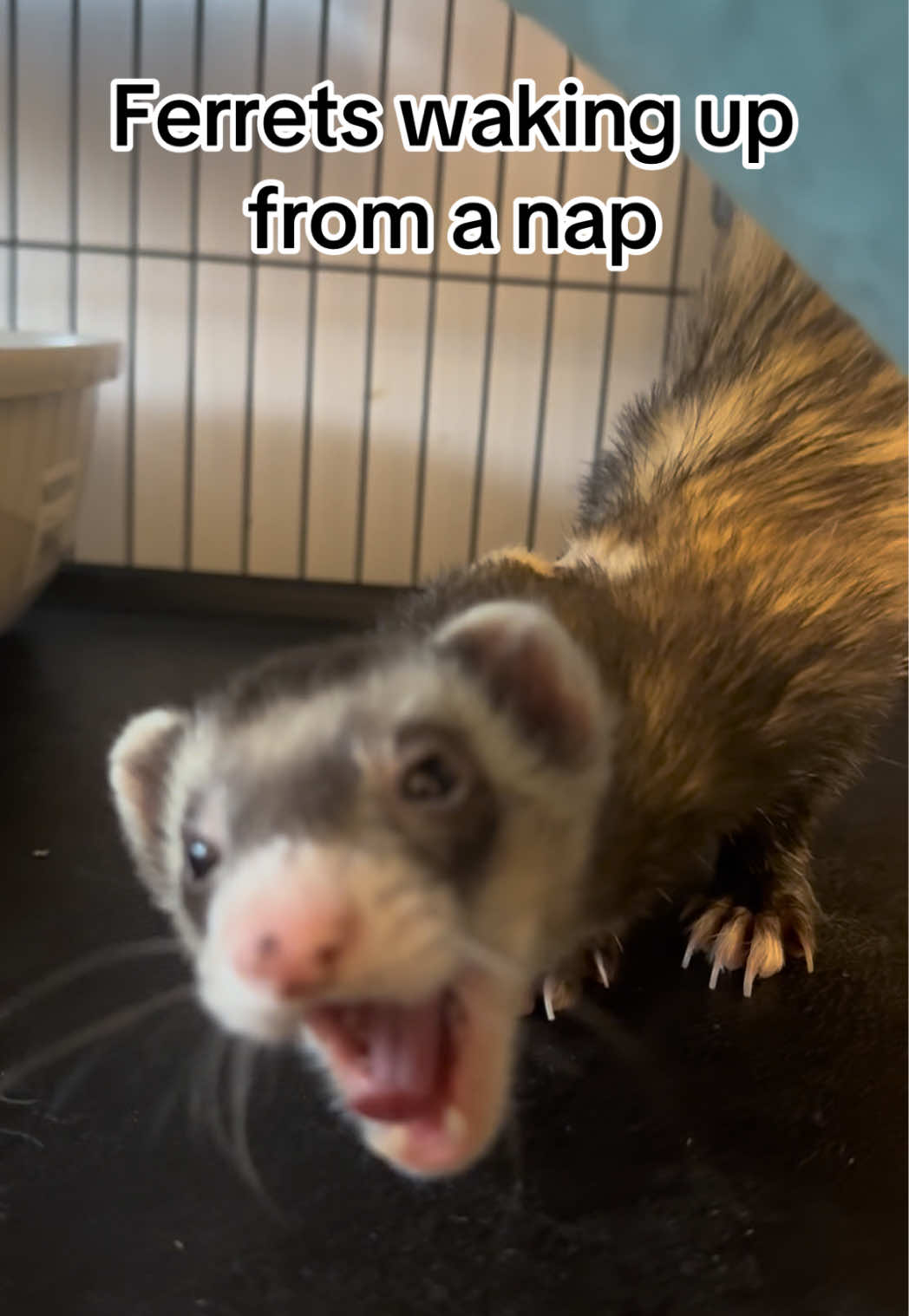 Ahhhhh #ferrets #ferretsoftiktok #ferrettok #ferretsareawesome #ferretvideos 
