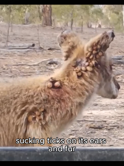 crow relaxing wallaby by eating ticks on it #tickremoval #ticks #wallaby #crow #animalworld 
