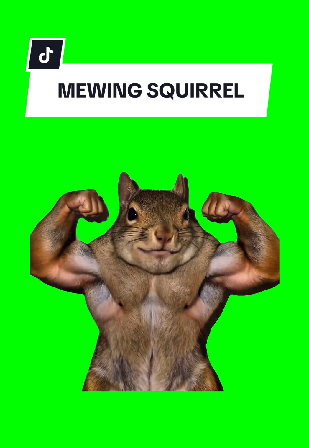 #CapCut MEWING SQUIRREL #meme #greenscreen #fyp #viral 