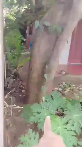 #tiktoklive #livehighlights