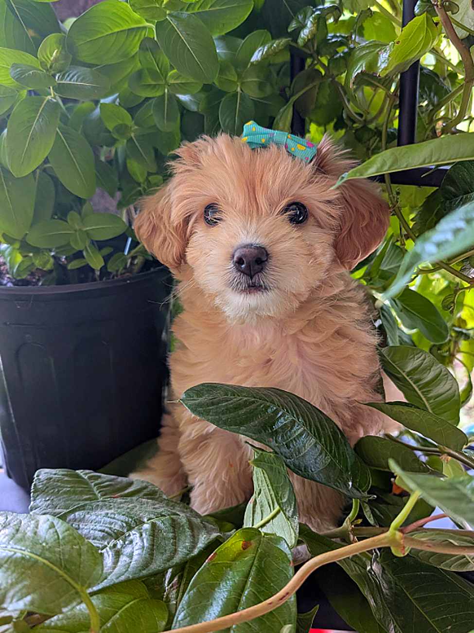 nuestra nueva bebe de cuatro patitas..  #newpuppy #coco 