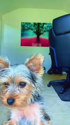 😂😂😂 #funny #CokyYYo #paratiiiiiiiiiiiiiiiiiiiiiiiiiiiiiii #yorkiesoftiktok #fpyシ 