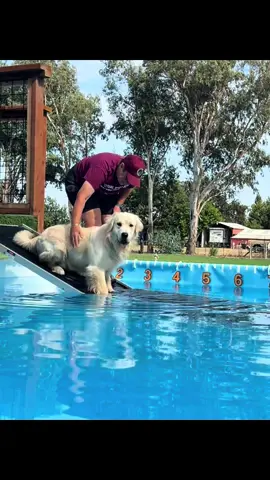 Today was a golden retriever training day. @Triple Play Dog Sports 