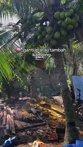 isi otak saat ini#kambing #iphone #perternakmuda #fyp #fypage 