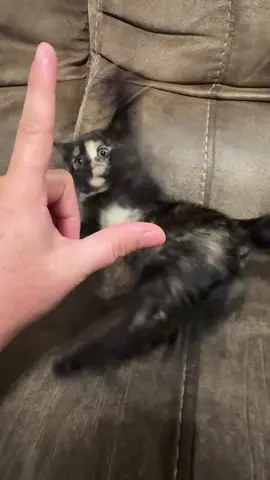 Kitty zoomies #fyp #kittycatsoftiktok #kittensoftiktok 