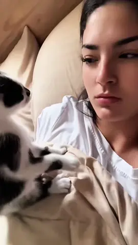 Kitten attack mode#foryou #catsoftiktok #cat #fyp #funny #tiktok #funnycat #funnycatsoftiktok #funnycats