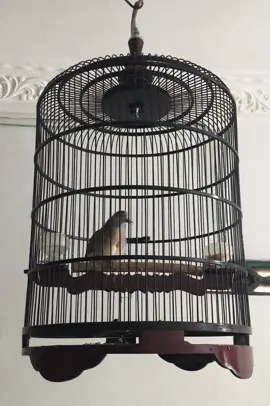 Alhamdulillah makin mantap 👌🏻☕️ #fyp #viral #burung #perkutut #hewan 