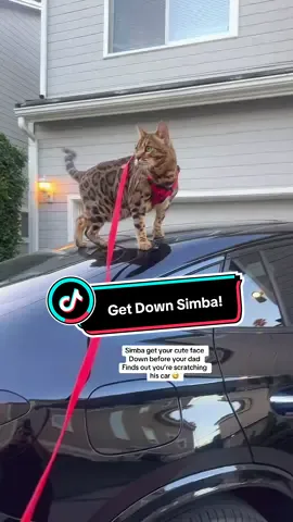 Naughty cat#catsoftiktok #simba #naughty #cat #petlover 