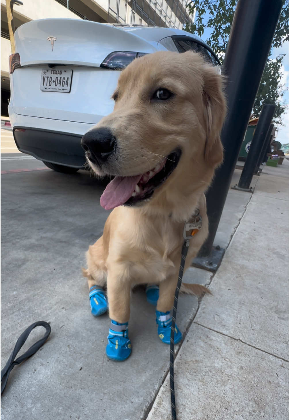 Summers in Texas are no joke! Having shoes that River feels comfortable in but also protects him from burning his paws has been crucial for our daytime walks! They definitely took a bit getting used to at first (which was hilarious to watch) but were moving and groovin now! #goldenretriever #6monthsold #fyp #doglover #dogshoes 
