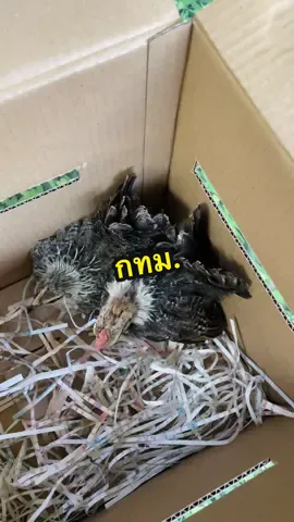 #ขอบคุณครับ #สายไหมฟาร์มไก่เตี้ยเรี่ยดิน #ไก่แจ้สวยงาม #โตไวๆครับ #สีเบญจรงค์ 