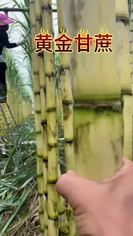 #fruit #sugarcane 