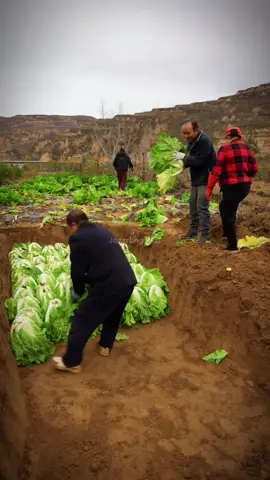 Rahasia Unik Petani Cina Simpan Sayuran di Musim Dingin 🥬❄️ 📽️ Source: REDnote #shorts #trending #viralvideo #faktamenarik #sayuran #penyimpanan #tanah #musimdingin #china #petani