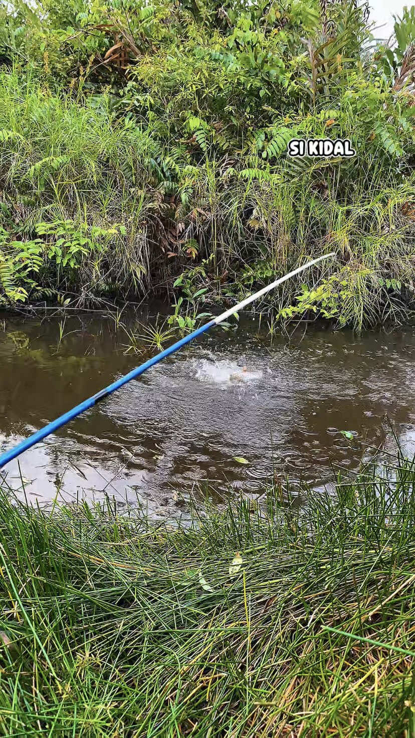 ikan rakus….. FULL VIDEO KUNJUNGI FACEBOOK:SI KIDAL #SIKIDAL #fyp #mancing #fishing #mancingliar 
