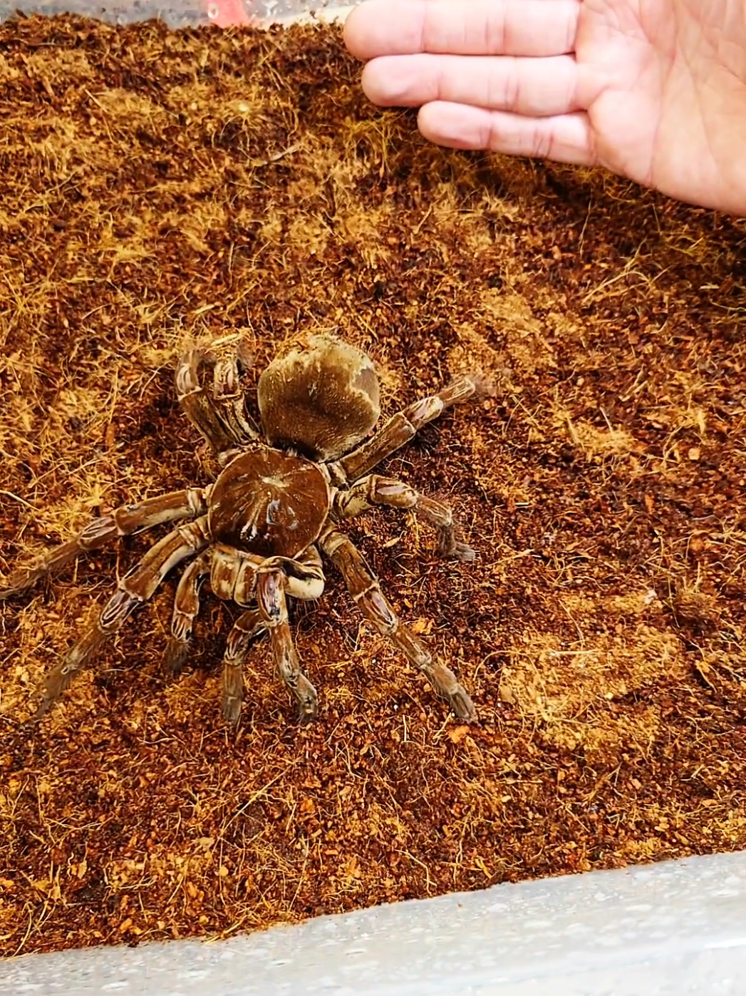 Unboxing a massive tarantula #venomman20 #animals #spider #tarantula #arachnids 