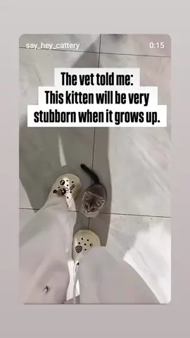 Cat fight 😆 🤣 😂 #funnyvideo #laughter #tiktokscenestealercontest 